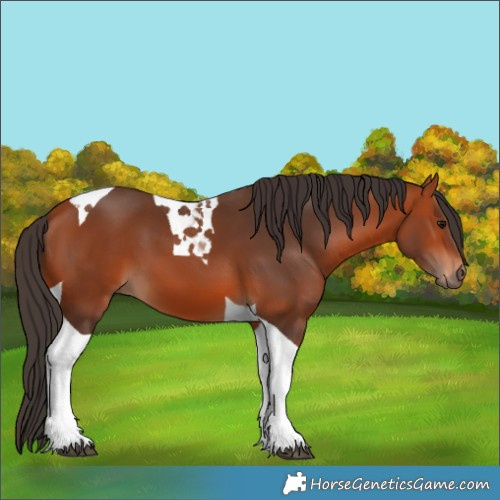 Horse Color:Bay Tobiano 