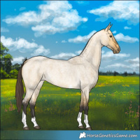 Horse Color:Buckskin Roan Dun Tobiano 