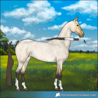 Horse Color:Buckskin Roan Dun Tobiano 