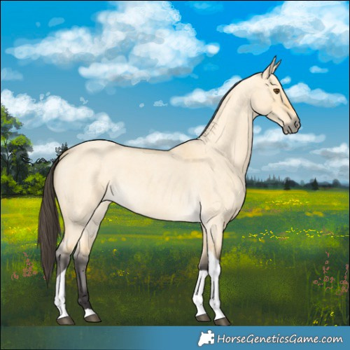 Horse Color:Buckskin Roan Dun Tobiano 