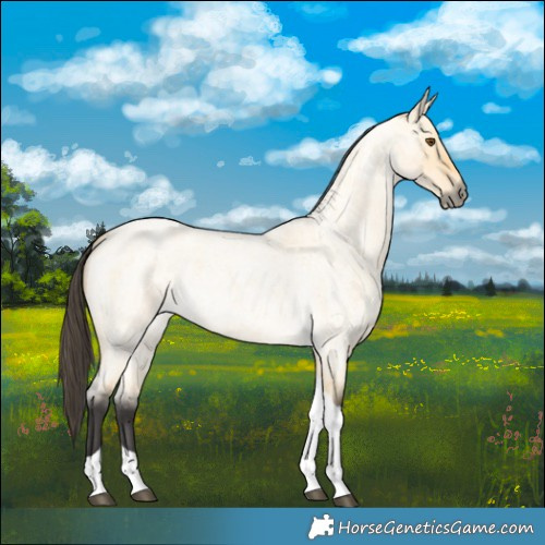 Horse Color:Buckskin Roan Dun Tobiano 