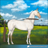 Horse Color:Amber Cream Champagne Roan Dun Tobiano