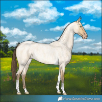 Horse Color:Amber Cream Champagne Roan Dun Tobiano
