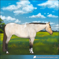 Horse Color:Buckskin Roan Dun Tobiano 