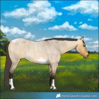 Horse Color:Buckskin Roan Dun Tobiano