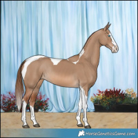 Horse Color:Red Dun Splash Tobiano Rabicano 