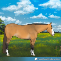 Horse Color:Buckskin 