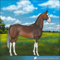 Horse Color:Bay Splash 