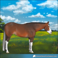 Horse Color:Bay Splash 