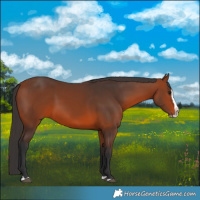 Horse Color:Bay Splash 