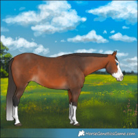 Horse Color:Bay Splash 