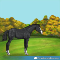 Horse Color:Black  and Black 