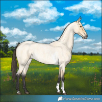 Horse Color:Buckskin Roan Dun Tobiano 