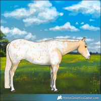 Horse Color:Palomino Near Leopard 