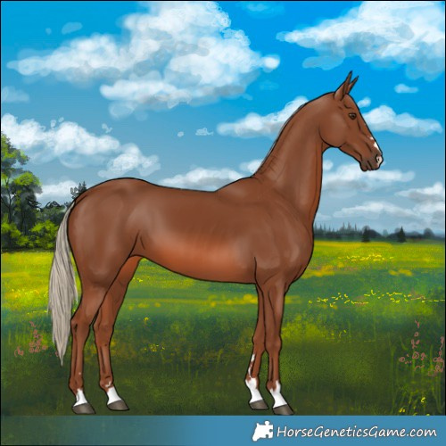 Horse Color:Chestnut 