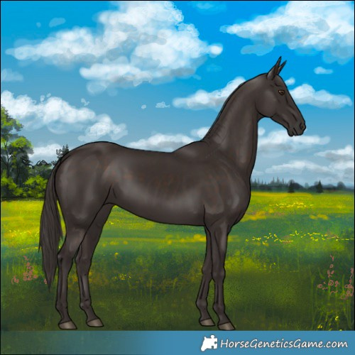 Horse Color:Liver Chestnut 