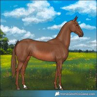 Horse Color:Chestnut Rabicano 
