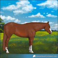 Horse Color:Chestnut 