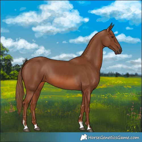 Horse Color:Chestnut 