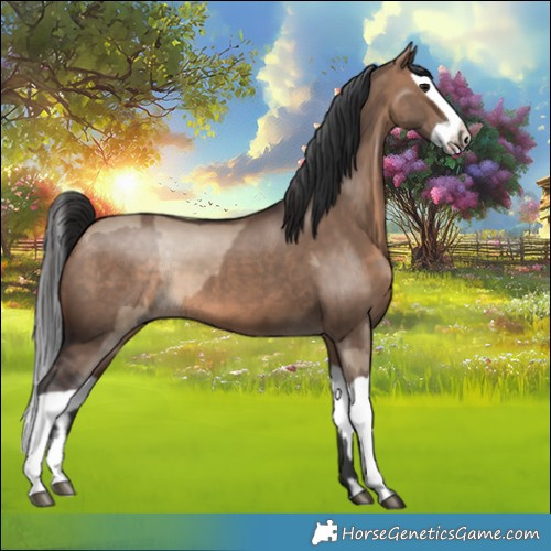Horse Color:Brown Dun  and Brown Dun Splash 
