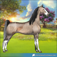 Horse Color:Brown Dun  and Brown Dun Splash