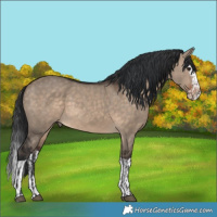 Horse Color:Brown Dun  and Brown Dun Splash 