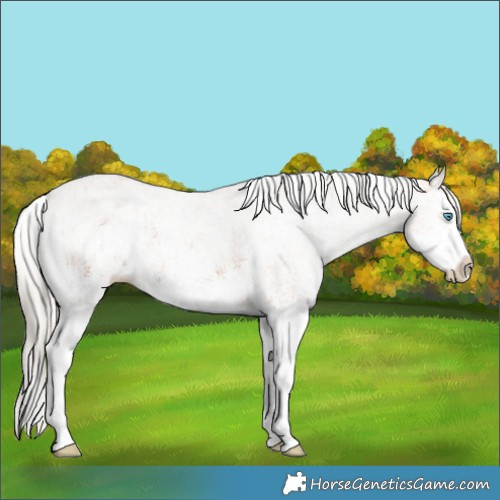 Horse Color:White Spotted Bay Splash  and White Spotted Silver Bay Splash 