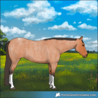 Horse Color:Bay Roan Tobiano 