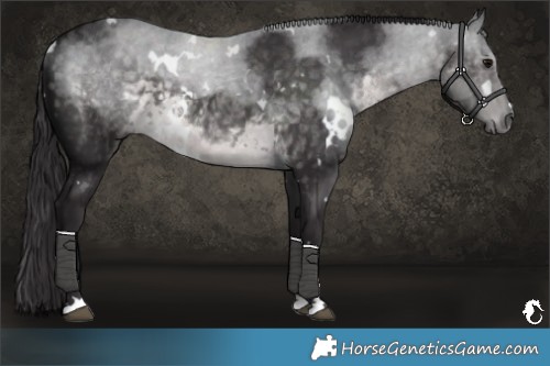 Horse Color:Platinum White Spotted Buckskin 