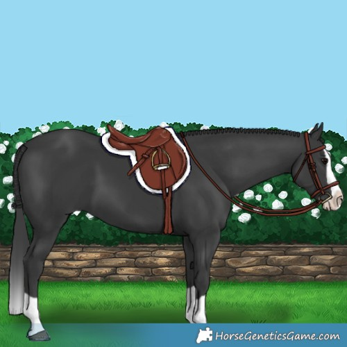 Horse Color:Black Splash 