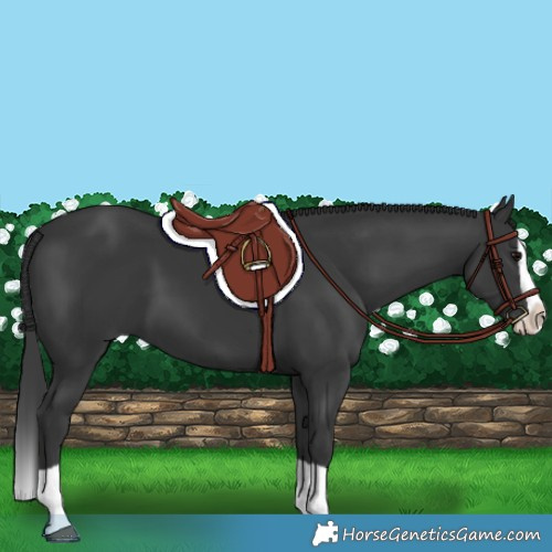 Horse Color:Black Splash 