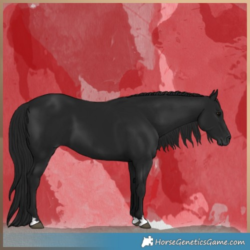 Horse Color:Gray Black 