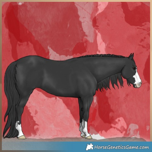 Horse Color:Black 