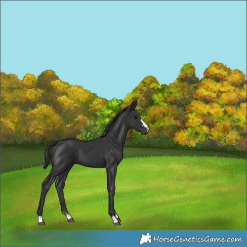 Horse Color:Smoky Black  and Black 