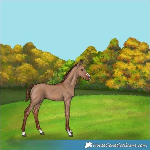 Horse Color:Red Dun 