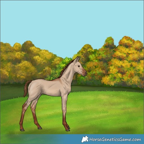Horse Color:Red Dun 