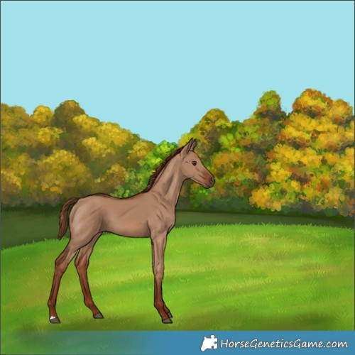 Horse Color:Red Dun 