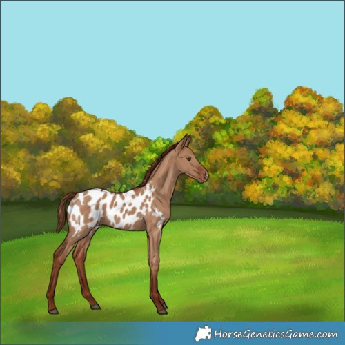 Horse Color:Red Dun Appaloosa 