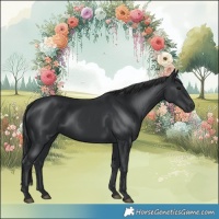 Horse Color:Black 