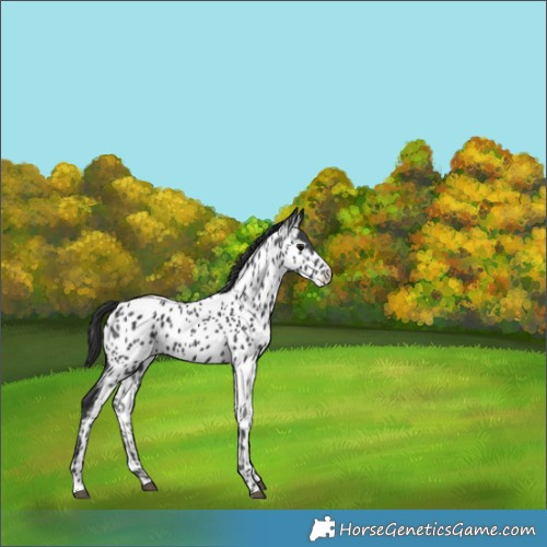 Horse Color:Black Appaloosa 