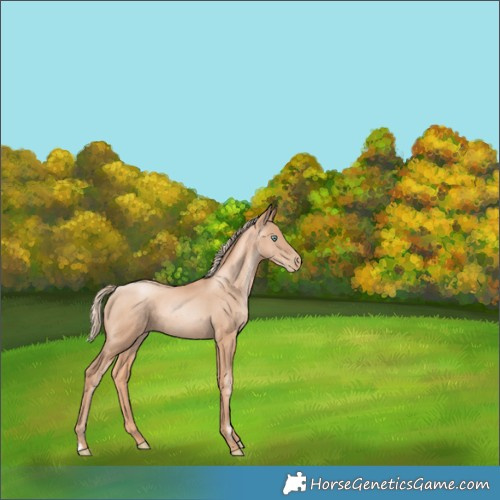 Horse Color:Gold Champagne Pearl Rabicano  and Gold Champagne Pearl Rabicano 