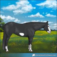 Horse Color:Black Splash Frame 