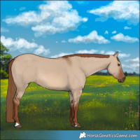Horse Color:Red Dun 