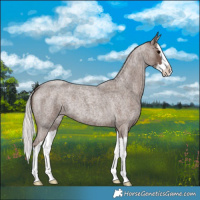 Horse Color:Silver Blue Roan Splash 