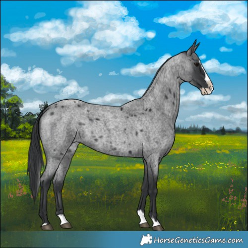 Horse Color:Blue Roan Splash 