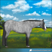Horse Color:Blue Roan Splash 