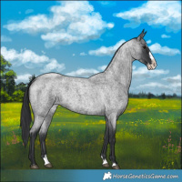 Horse Color:Blue Roan Splash