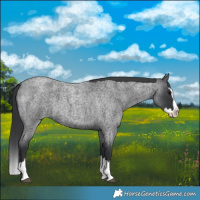 Horse Color:Blue Roan Splash 