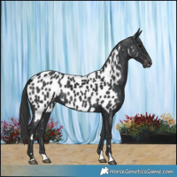 Horse Color:Black Near Leopard 