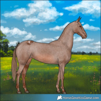 Horse Color:Chestnut Appaloosa 